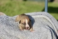 tetra, a female American Bully for sale in Little Rock, AR – 1 of 1