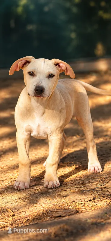 Exotic – American Bully puppy for sale in Little Rock, AR