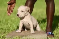 pinky, a female American Bully for sale in Little Rock, AR – 1 of 3