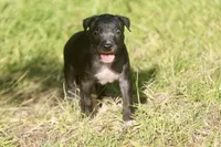Blade, a male American Bully for sale in Little Rock, AR – 1 of 2
