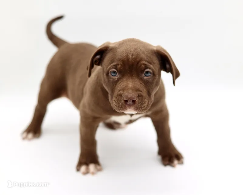 Hulk – American Bully puppy for sale in Little Rock, AR