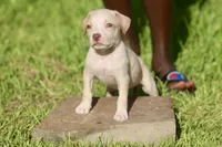 pinky, a female American Bully for sale in Little Rock, AR – 3 of 3