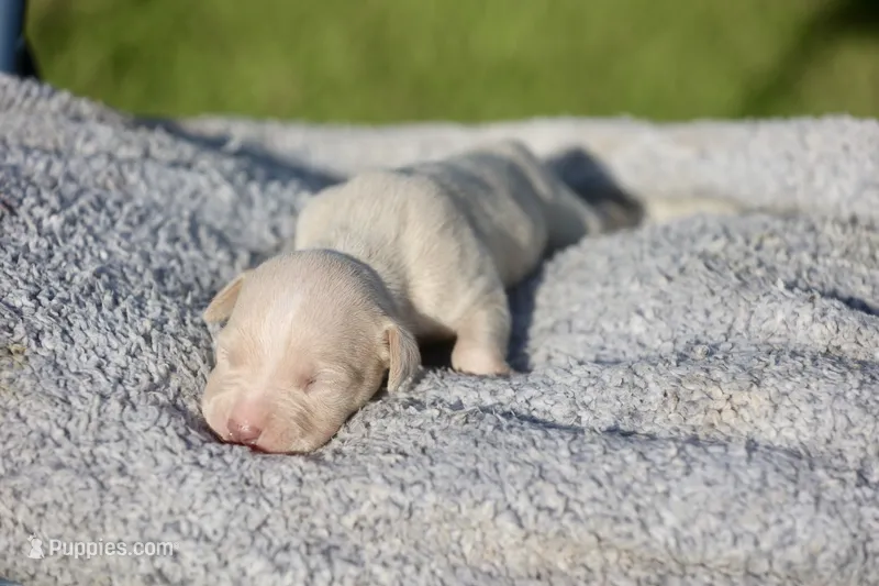 Suave – American Bully puppy for sale in Little Rock, AR