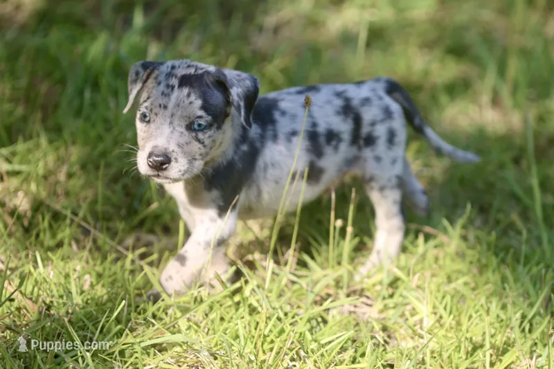 rex – American Bully puppy for sale in Little Rock, AR