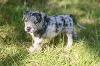 rex, a male American Bully for sale in Little Rock, AR – 1 of 2