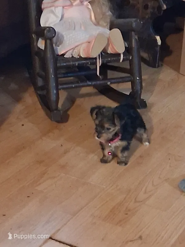 Shasta – Yorkshire Terrier puppy for sale in Sandy Ridge, NC