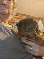 Shasta, a female Yorkshire Terrier for sale in Sandy Ridge, NC – 2 of 4