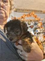 Shasta, a female Yorkshire Terrier for sale in Sandy Ridge, NC – 4 of 4