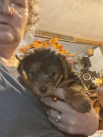 Shasta, a female Yorkshire Terrier for sale in Sandy Ridge, NC – 3 of 4