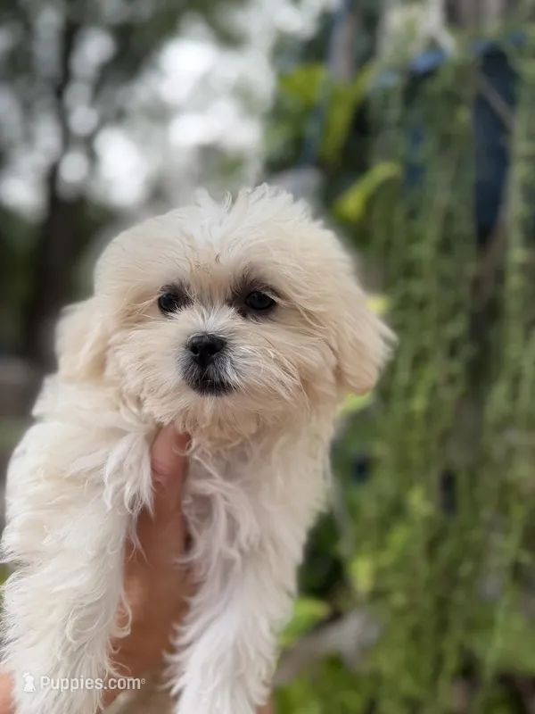 Pearl – Mal Shi puppy for sale in Spartanburg, SC