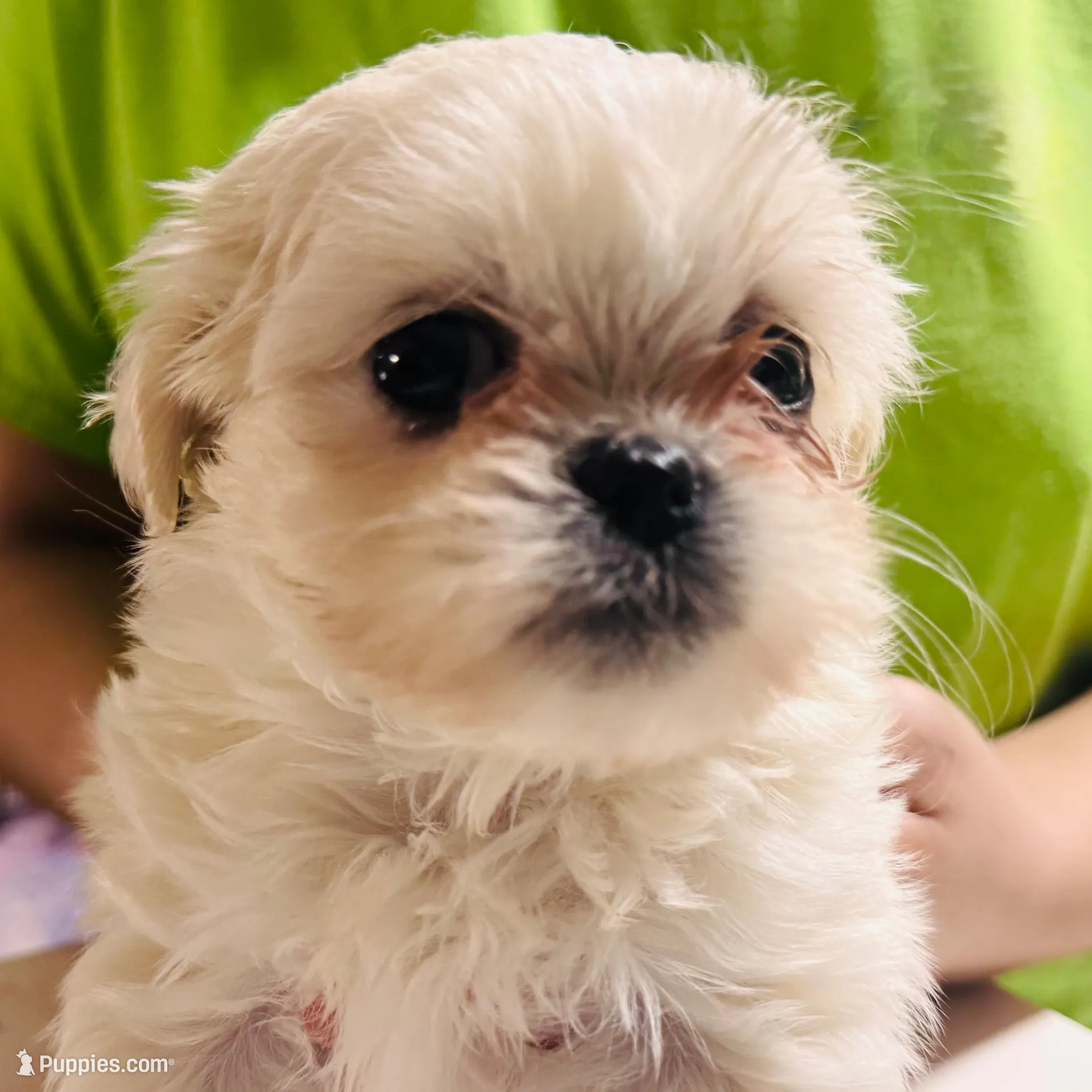 Male 2, a male Mal Shi for sale in Spartanburg, SC – Photo 1 of 1