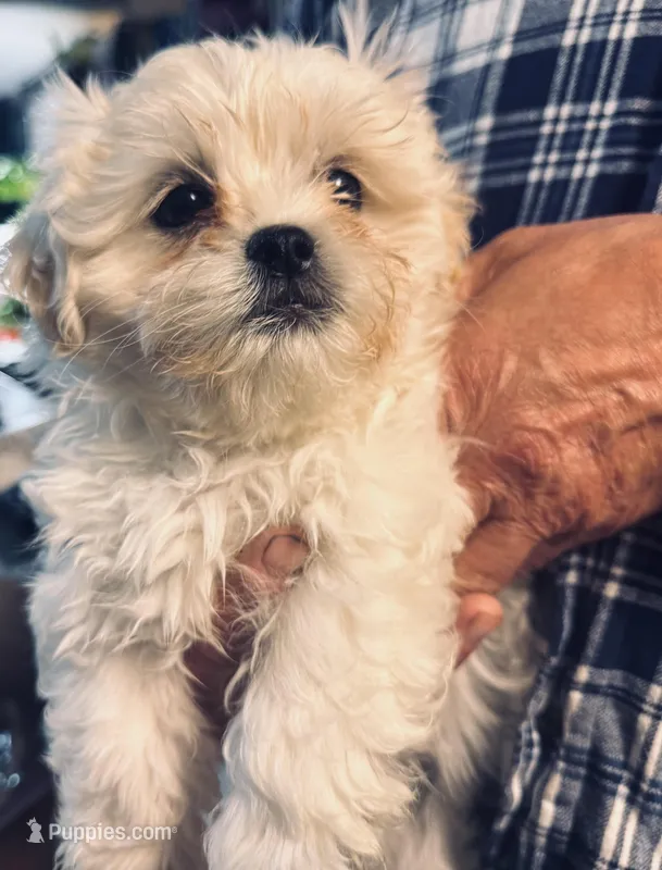 Male 2 – Mal Shi puppy for sale in Spartanburg, SC