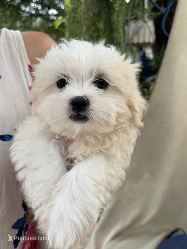 Max – Mal Shi puppy for sale in Spartanburg, SC