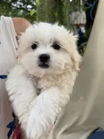 Max, a male Mal Shi for sale in Spartanburg, SC – 1 of 2