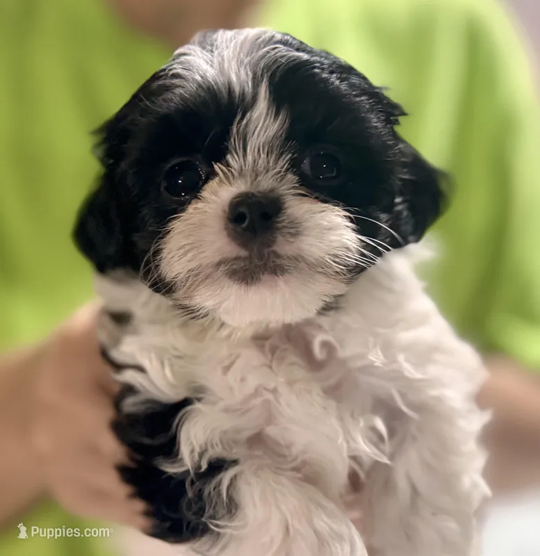 Female 1, a female Mal Shi for sale in Spartanburg, SC – Photo 1 of 1