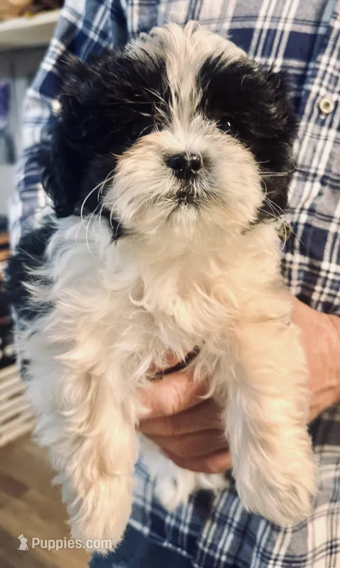 Female 1 – Mal Shi puppy for sale in Spartanburg, SC