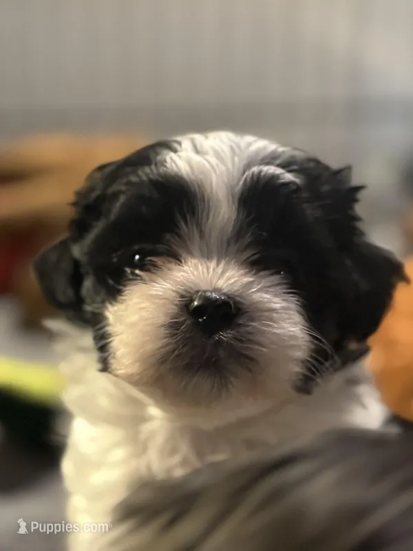 Male 3, a male Mal Shi for sale in Spartanburg, SC – Photo 1 of 1