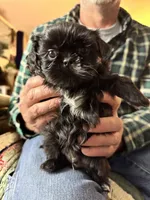 Female 1, a female Shih Tzu for sale in Spartanburg, SC – Photo 2 of 3