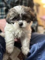 Mal Shih male 1, a male Mal Shi for sale in Spartanburg, SC – Photo 1 of 2