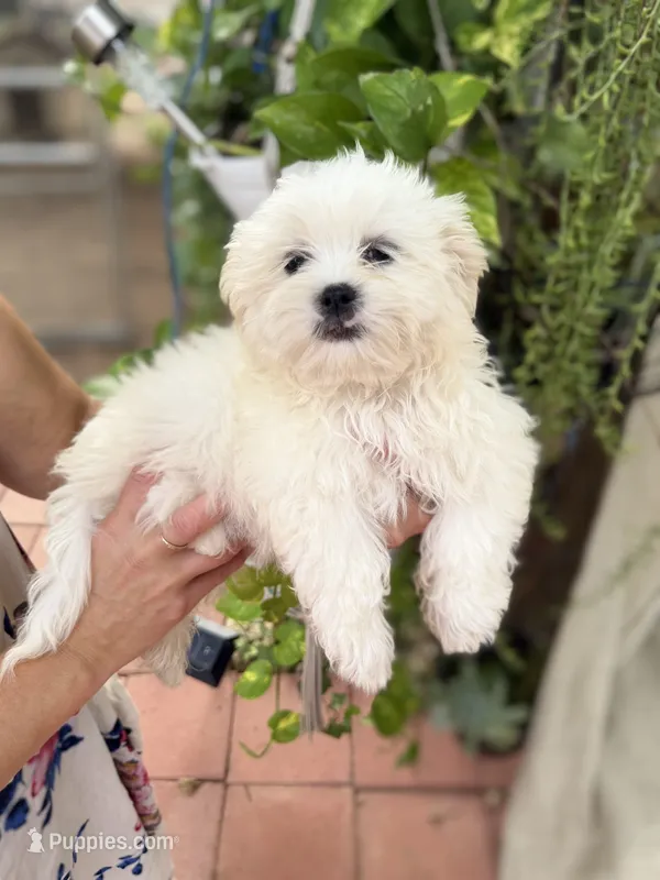 Leo – Mal Shi puppy for sale in Spartanburg, SC