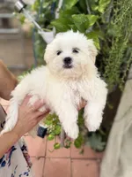 Leo, a male Mal Shi for sale in Spartanburg, SC – 1 of 1