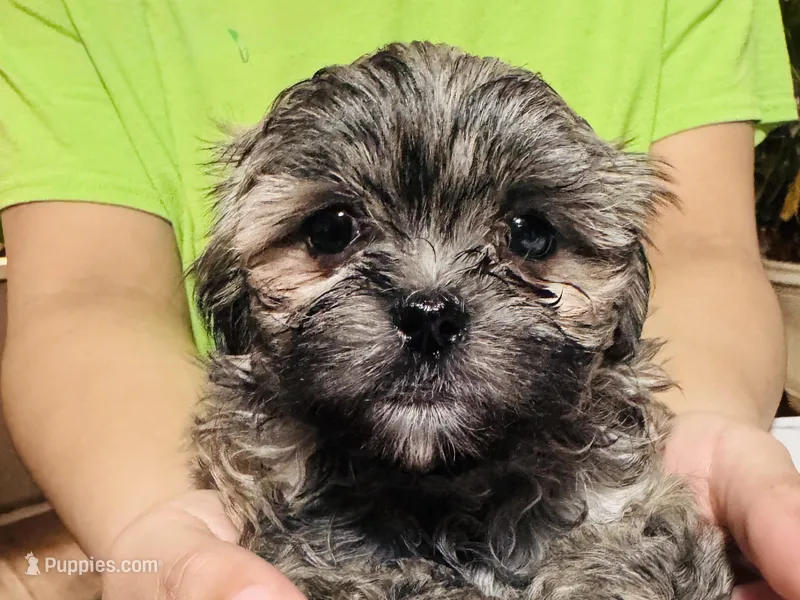 Male 1, a male Mal Shi for sale in Spartanburg, SC – Photo 1 of 1