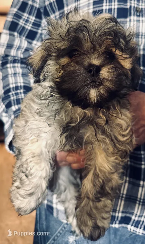 Male 1 – Mal Shi puppy for sale in Spartanburg, SC