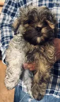 Male 1, a male Mal Shi for sale in Spartanburg, SC – 1 of 1