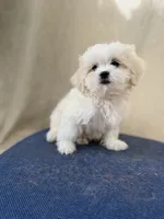 Max, a male Mal Shi for sale in Spartanburg, SC – 2 of 2