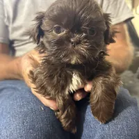 Piper, a female Shih Tzu for sale in Spartanburg, SC – Photo 2 of 2