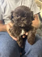 Piper, a female Shih Tzu for sale in Spartanburg, SC – Photo 2 of 2