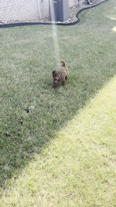 Duke, a male Poodle - Miniature  for sale in Atlanta, GA – 2 of 2