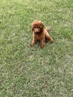 Duke, a male Poodle - Miniature  for sale in Atlanta, GA – 1 of 2