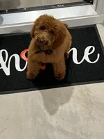 Duke, a male Poodle - Miniature  for sale in Peachtree City, GA – 1 of 2