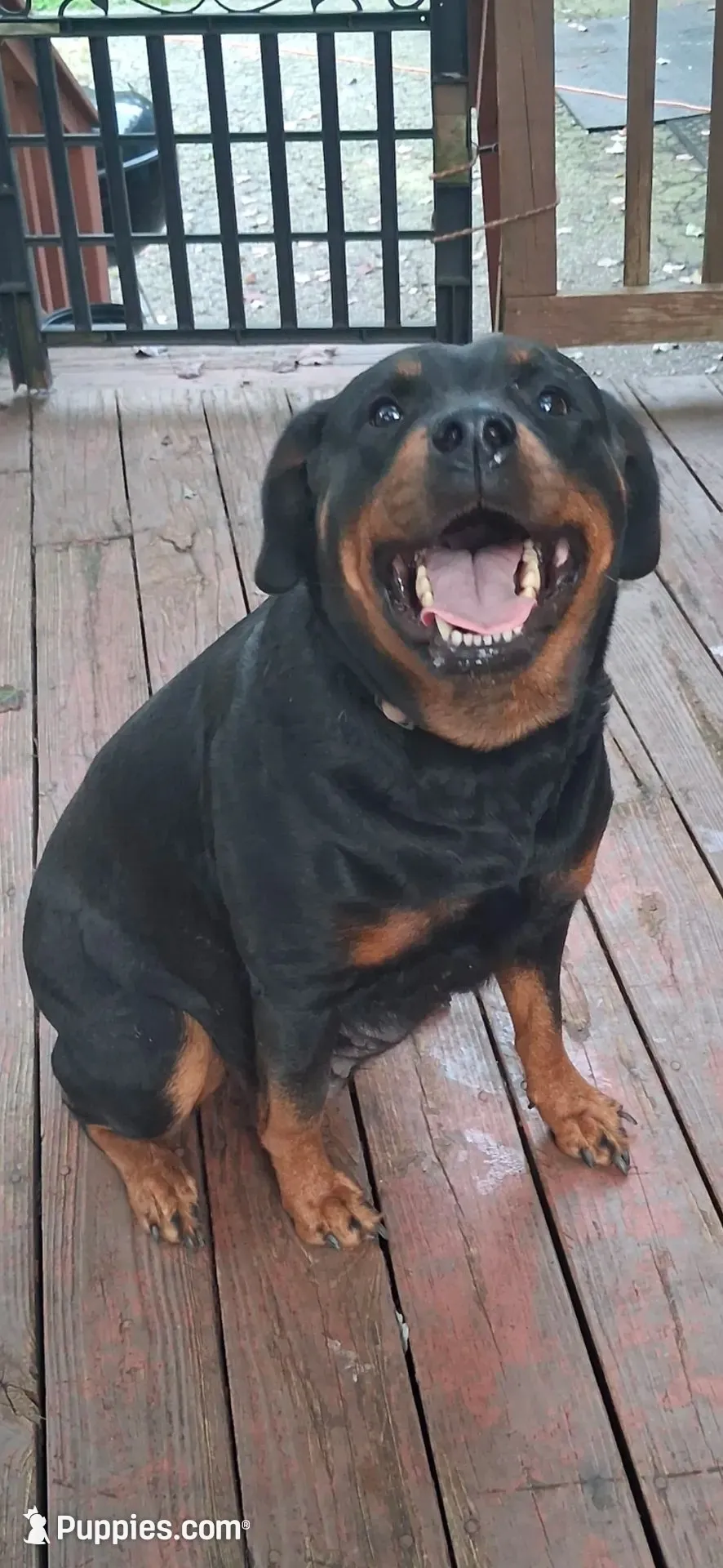 Rottweiler female 1, a female Rottweiler for sale in Chagrin Falls, OH – 3 of 4
