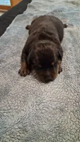 Rottweiler Male "sold", a male Rottweiler for sale in Chagrin Falls, OH – 4 of 5
