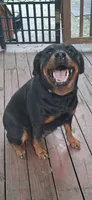 Rottweiler female 3, a female Rottweiler for sale in Chagrin Falls, OH – 3 of 4