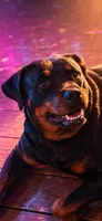 Rottweiler female 2, a female Rottweiler for sale in Chagrin Falls, OH – 4 of 4