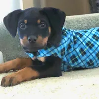 Bahama mama, a female Rottweiler for sale in Chagrin Falls, OH – Photo 4 of 4