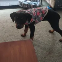 Bahama mama, a female Rottweiler for sale in Chagrin Falls, OH – Photo 1 of 4