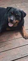 Rottweiler female 3, a female Rottweiler for sale in Chagrin Falls, OH – 2 of 4
