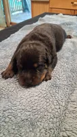 Rottweiler Male "sold", a male Rottweiler for sale in Chagrin Falls, OH – 5 of 5