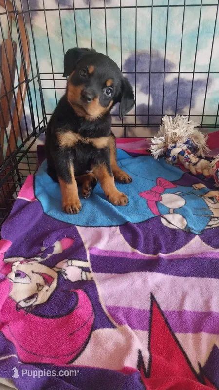 Sapphire, a female Rottweiler for sale in Chagrin Falls, OH – Photo 1 of 1