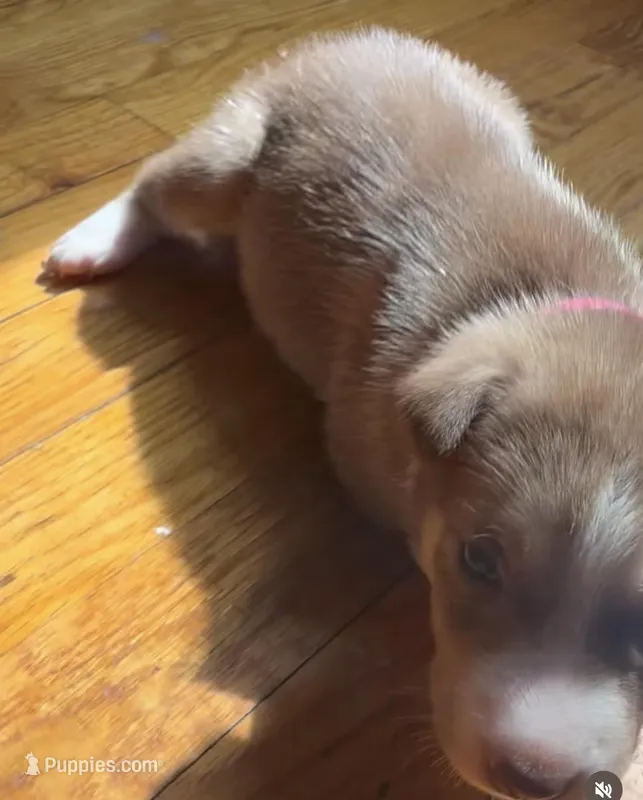 Pitskys for sale – Siberian Husky, American Pit Bull Terrier puppy for sale in New York City, NY