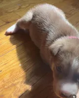 Pitskys for sale, a male Siberian Husky and American Pit Bull Terrier for sale in New York City, NY – Photo 1 of 2