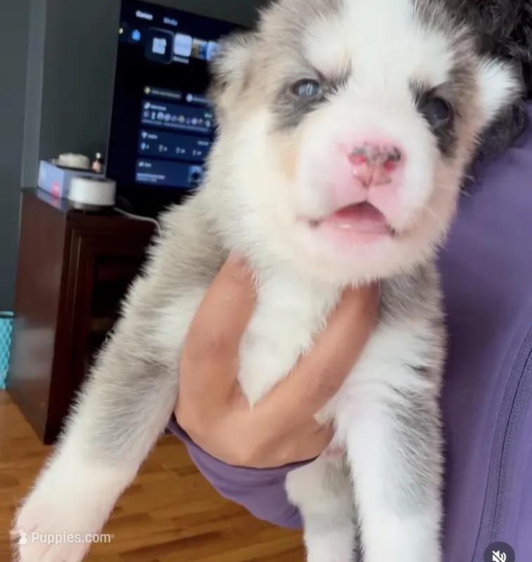 Pitsky for sale – Siberian Husky, American Pit Bull Terrier puppy for sale in New York City, NY