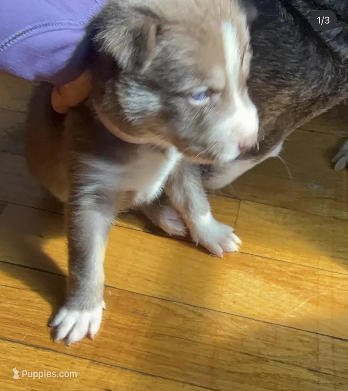 Pitsky for sale – Siberian Husky, American Pit Bull Terrier puppy for sale in New York City, NY