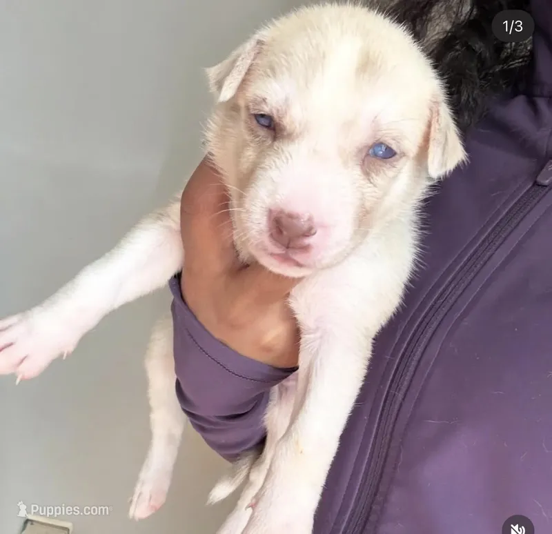 Pitsky for sale – Siberian Husky, American Pit Bull Terrier puppy for sale in New York City, NY