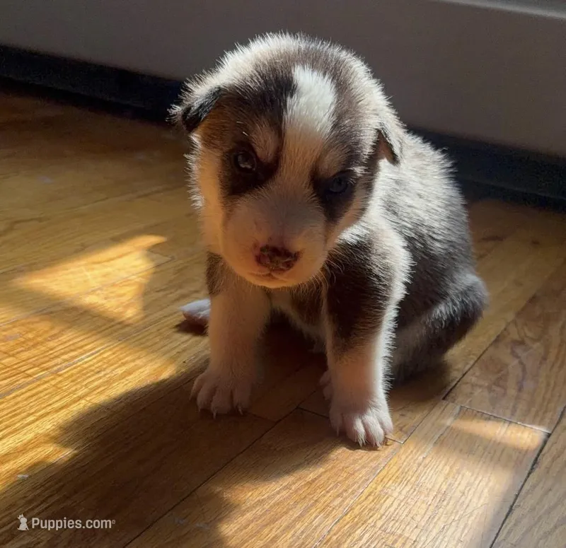 Pitskys for sale – Siberian Husky, American Pit Bull Terrier puppy for sale in New York City, NY
