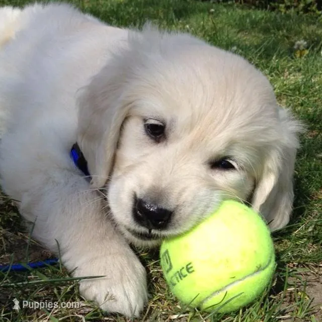 Nile – Golden Retriever puppy for sale in New York, NY